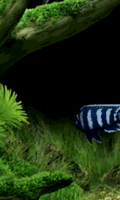 水族馆2